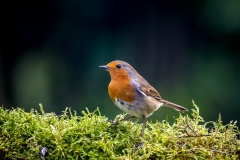 Robin in the garden