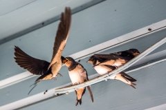 Swallows