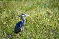 Heron on Rydal Water