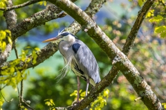 Heron at Muncaster Castle