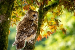 Tawny Owl, Muncaster Castle