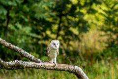 Barn Owl, Muncaster Castle