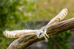 Barn Owl, Muncaster Castle