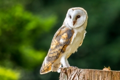 Barn Owl, Muncaster Castle