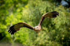 Yellow-billed kite, Muncaster Castle