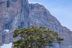 Griffon Vulture, Spanish Pyrenees