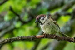 Tree sparrow, Hackness