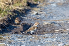 Snow Bunting, Isle of Harris