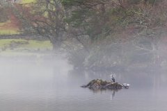 Heron on Rydal Water