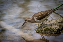 Temminck's stint, S'Albufera