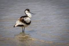 Avocet, S'Albufera