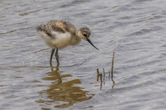 Avocet chick, S'Albufera