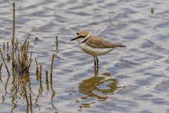 Kentish plover, S'Albufera