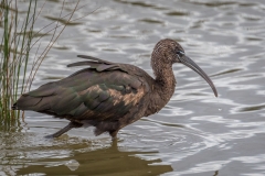 Glossy ibis, S'Albufera