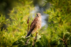 Kestrel, Mallorca