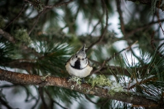 Crested Tit, Swiss Alps