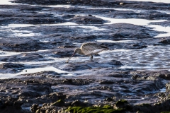 Curlew at Spurn Point
