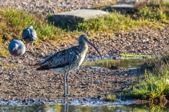 Curlew at Stanpit Marsh
