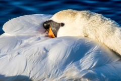 Swan at Stanpit Marsh