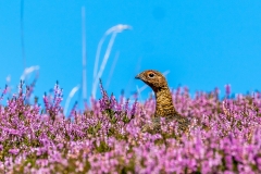 Red Grouse, Swaledale