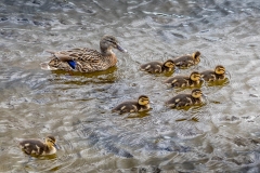 Ducklings, Tarn Hows