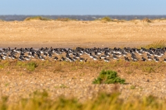 Flock of Oystercatchers near Thornham