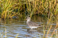 Redshank near Thornham