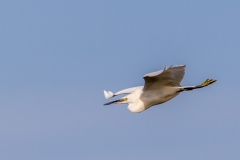 Little Egret near Thornham