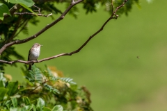 Spotted flycatcher