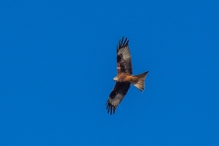 Red Kite, Yorkshire Wolds