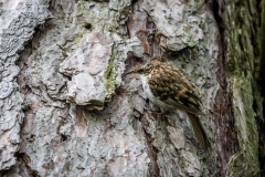 Treecreeper in the garden