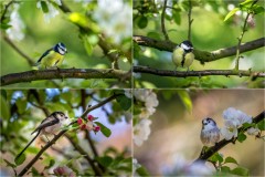 Blue tit, great tit, long tailed tit