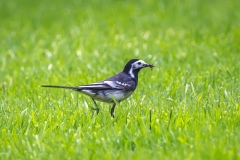 Pied Wagtail in the garden