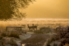 Richmond Park dawn