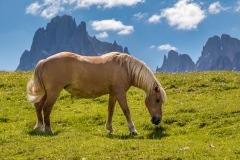 Horse, Dolomites
