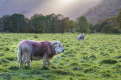 Herdwick ram,Borrowdale