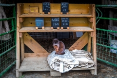 The farm cat, Wilkinsyke, Buttermere