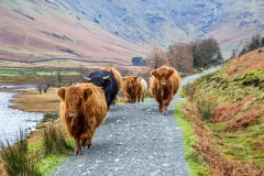 Highland cattle Buttermere