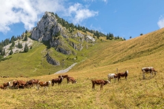 Alpine cattle, Chablais Alps