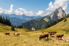 Alpine cattle, Chablais Alps