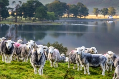 Herdwicks at Buttermere