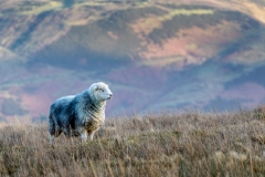 Sheep on Fellbarrow