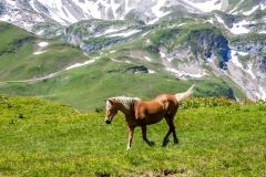 Horse Swiss Alps