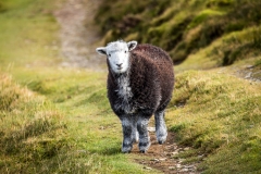 Herdwick sheep in Grisedale