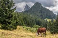 Alpine cattle, Chablais Alps