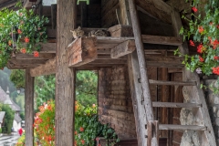 Cat, La Chapelle d'Abondance