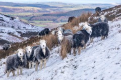 Herdwicks on Low Fell
