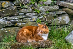 Loweswater cat