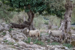 Sheep, Mortitx, Mallroca