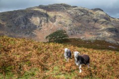 Herdwick, Buckbarrow